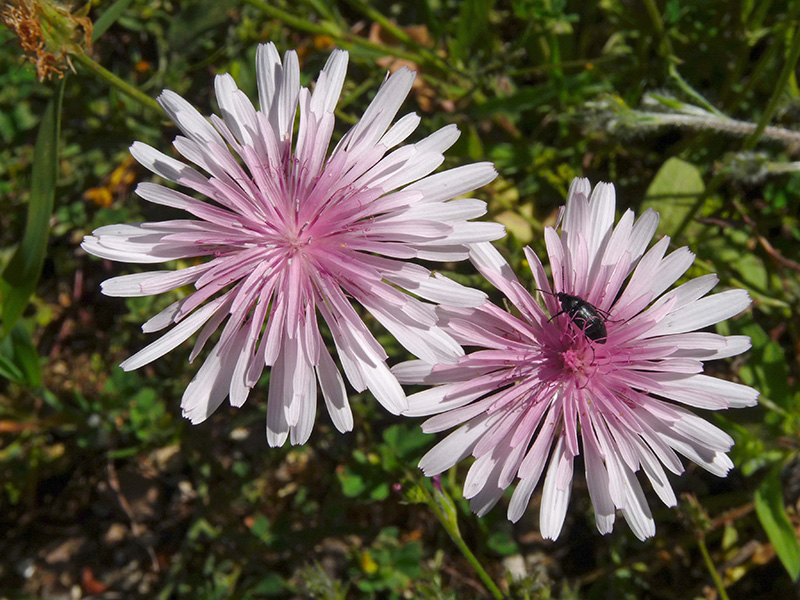 Composita del Peloponneso: Crepis rubra (Asteraceae)